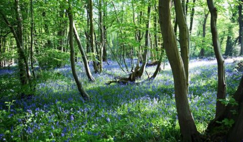 Bluebells in Boothland Wood