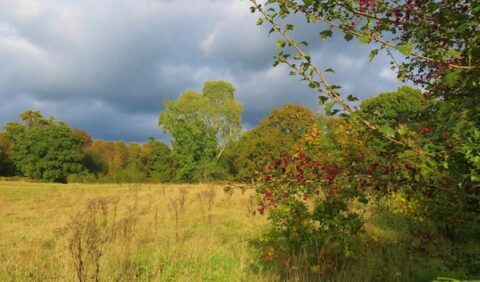 Photo of West Park Nature Reserve