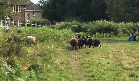 sheep grazing at West Park Nature Reserve