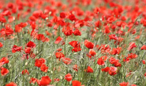 Red poppies in a corn field