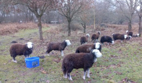 Photo of sheep on West Park Local Nature Reserve