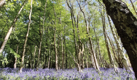 Boothland Wood bluebells