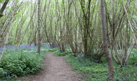 Nightingale Wood, Ash Dieback